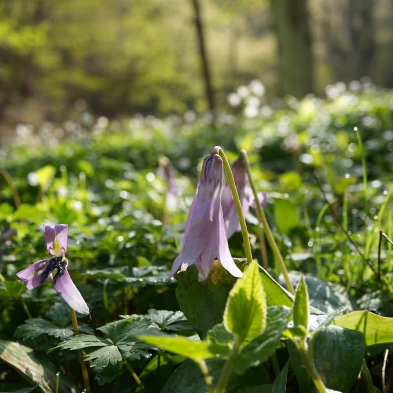 カタクリ　天狗山