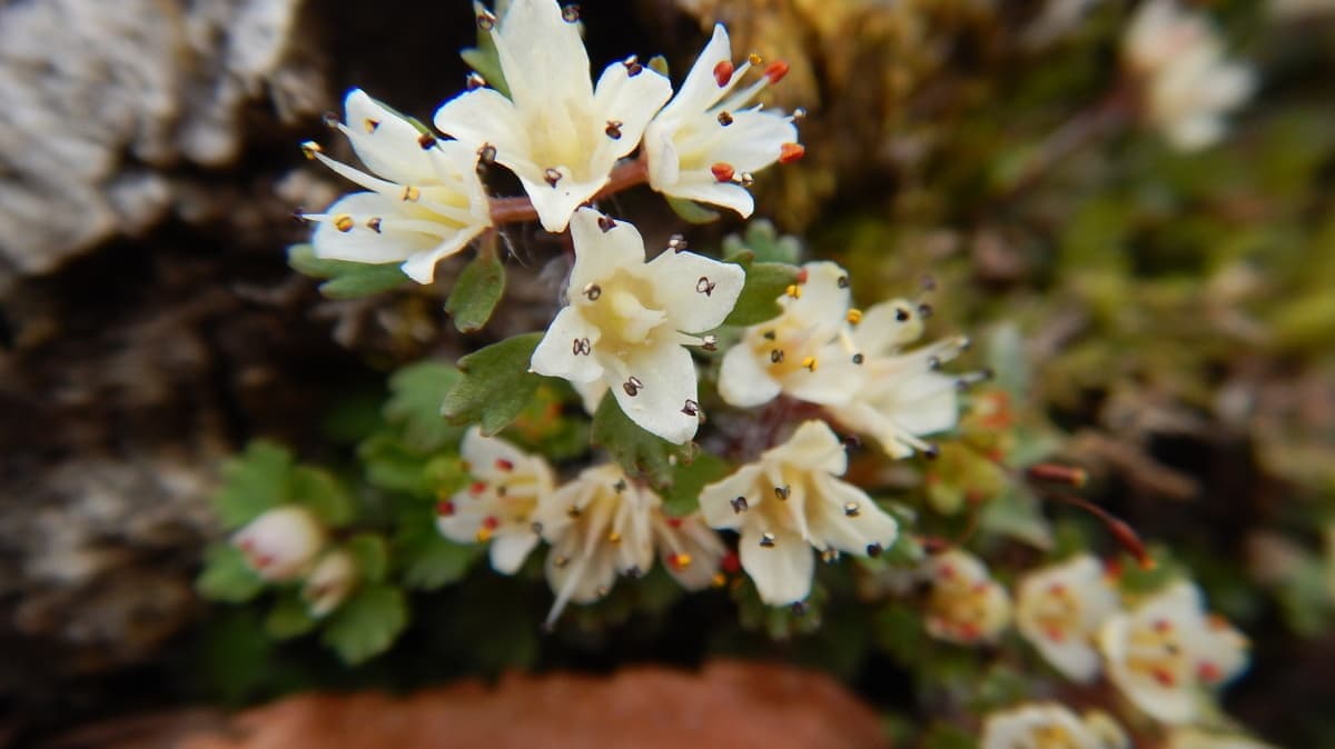 檜洞丸　ネコノメソウ