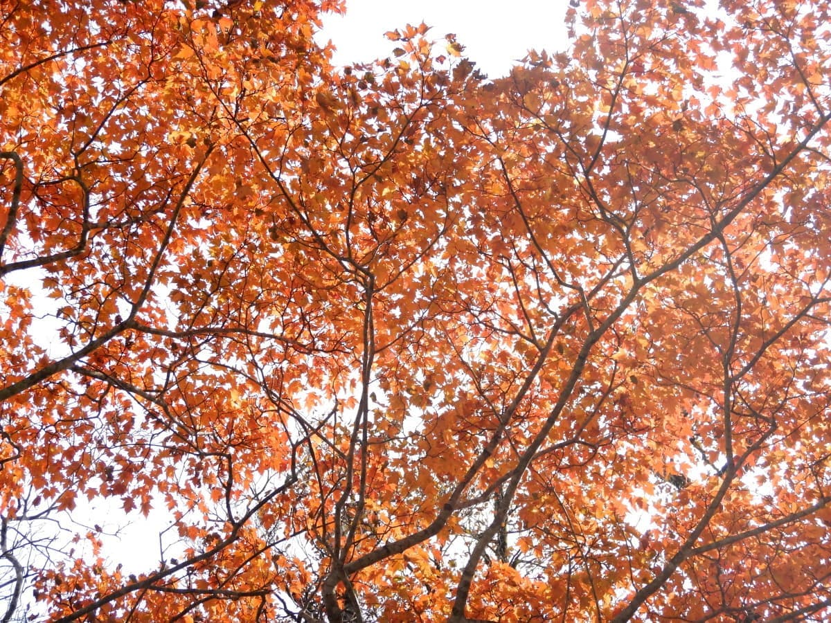 紅葉
