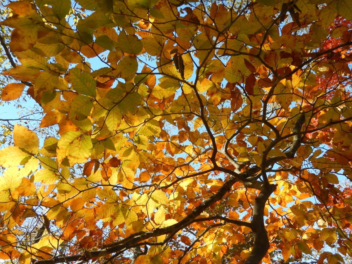 ブナ　黄葉　檜洞丸