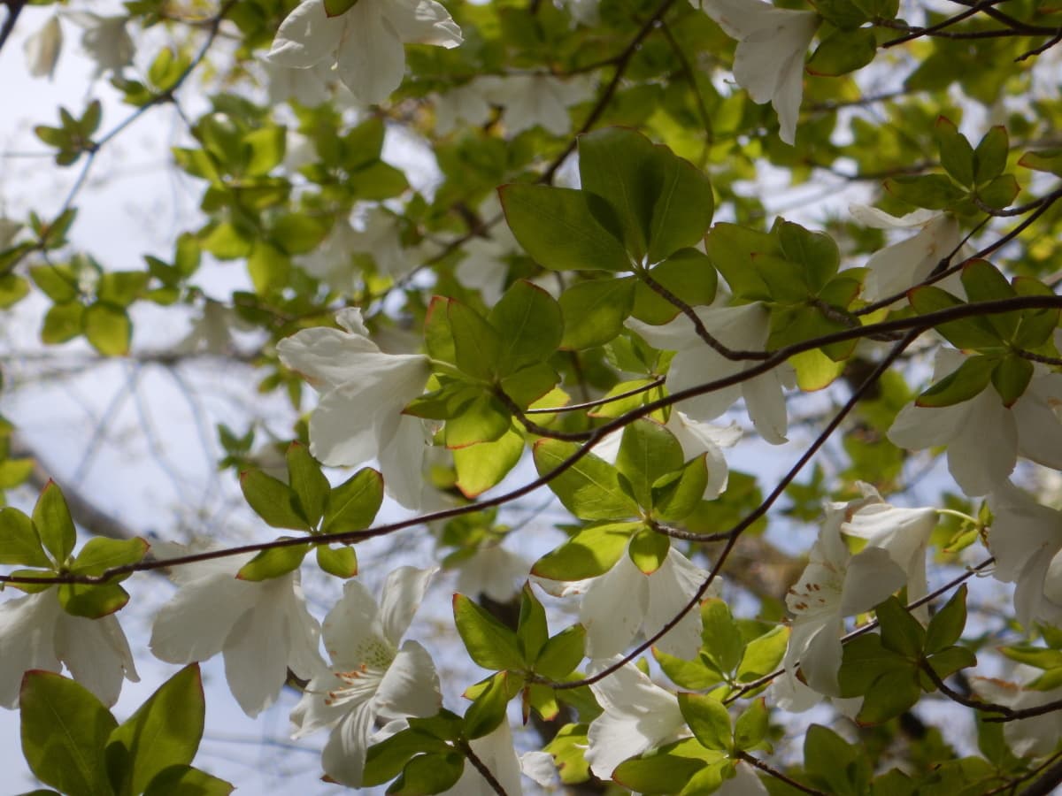 シロヤシオ　檜洞丸