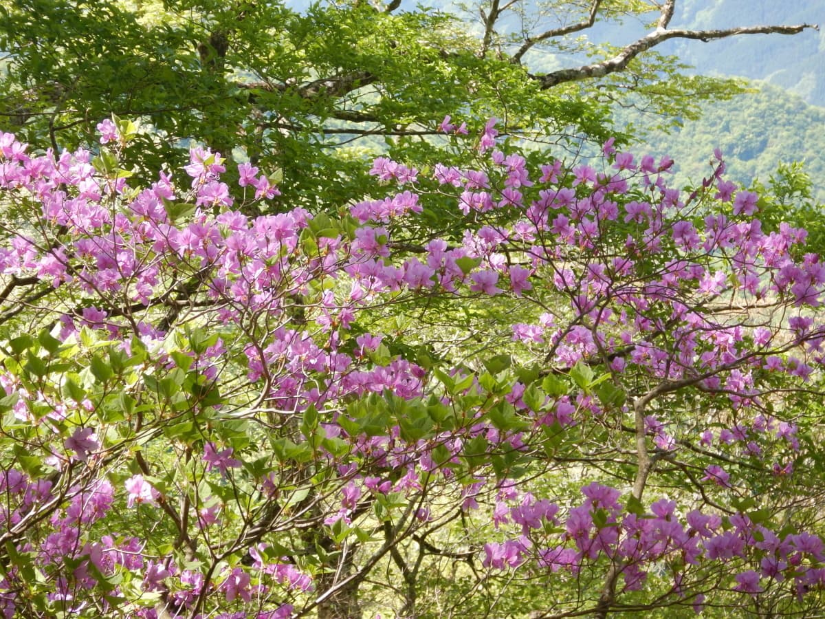 トウゴクミツバツツジ　西丹沢
