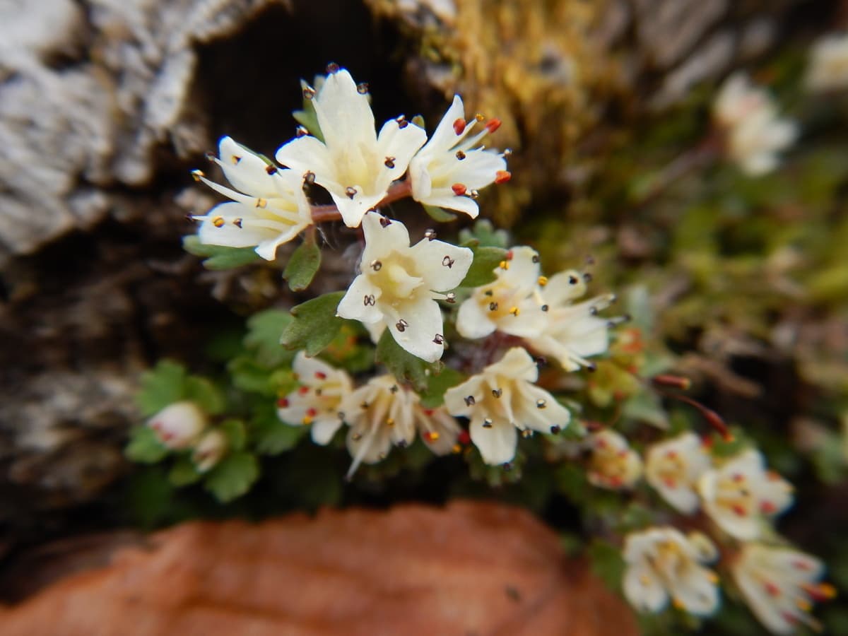 ハナネコノメソウ　