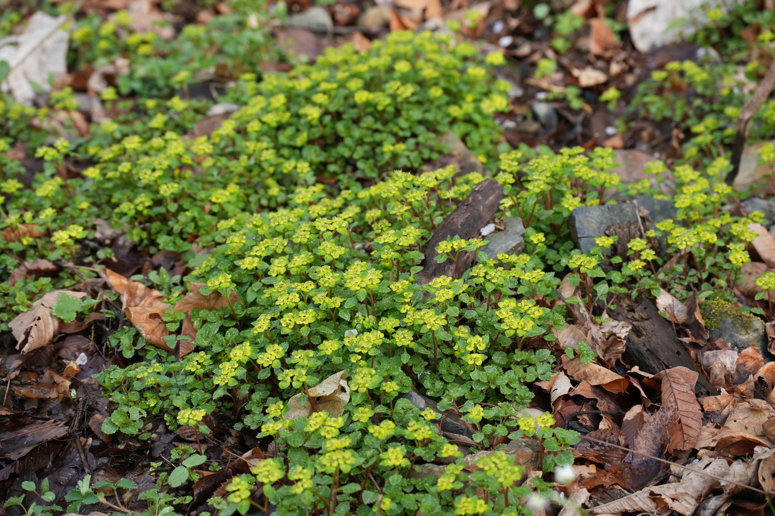 ニッコウネコノメ