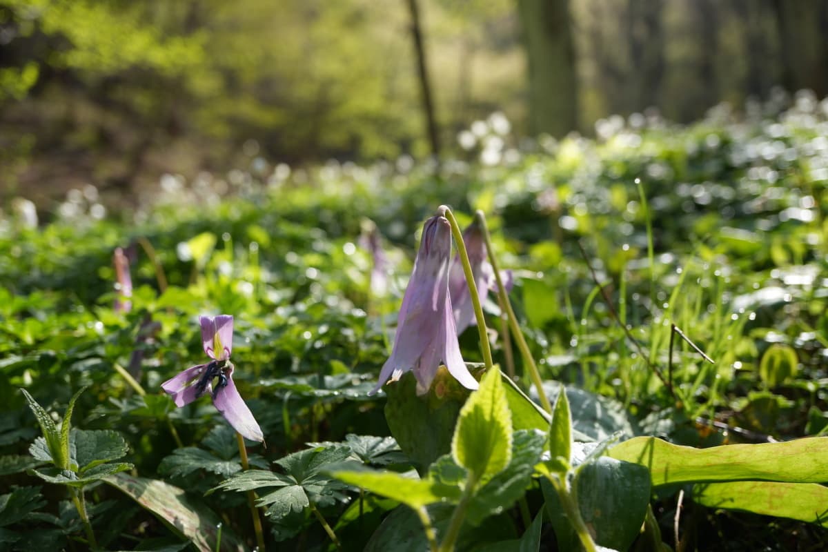 カタクリ　福島県