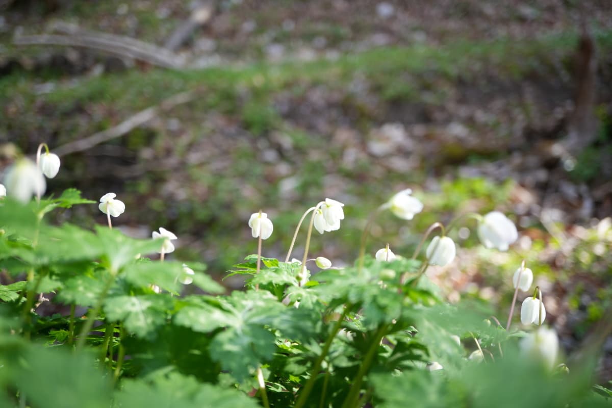 ニリンソウ　天狗山