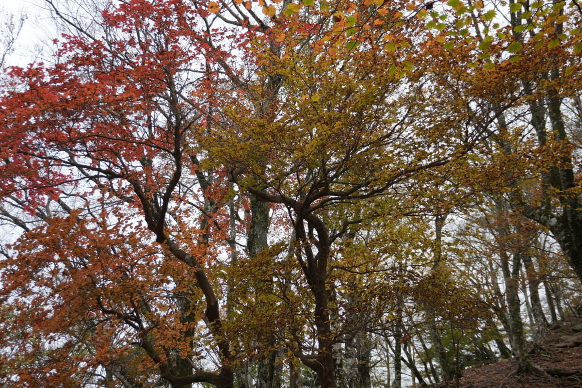 紅葉
