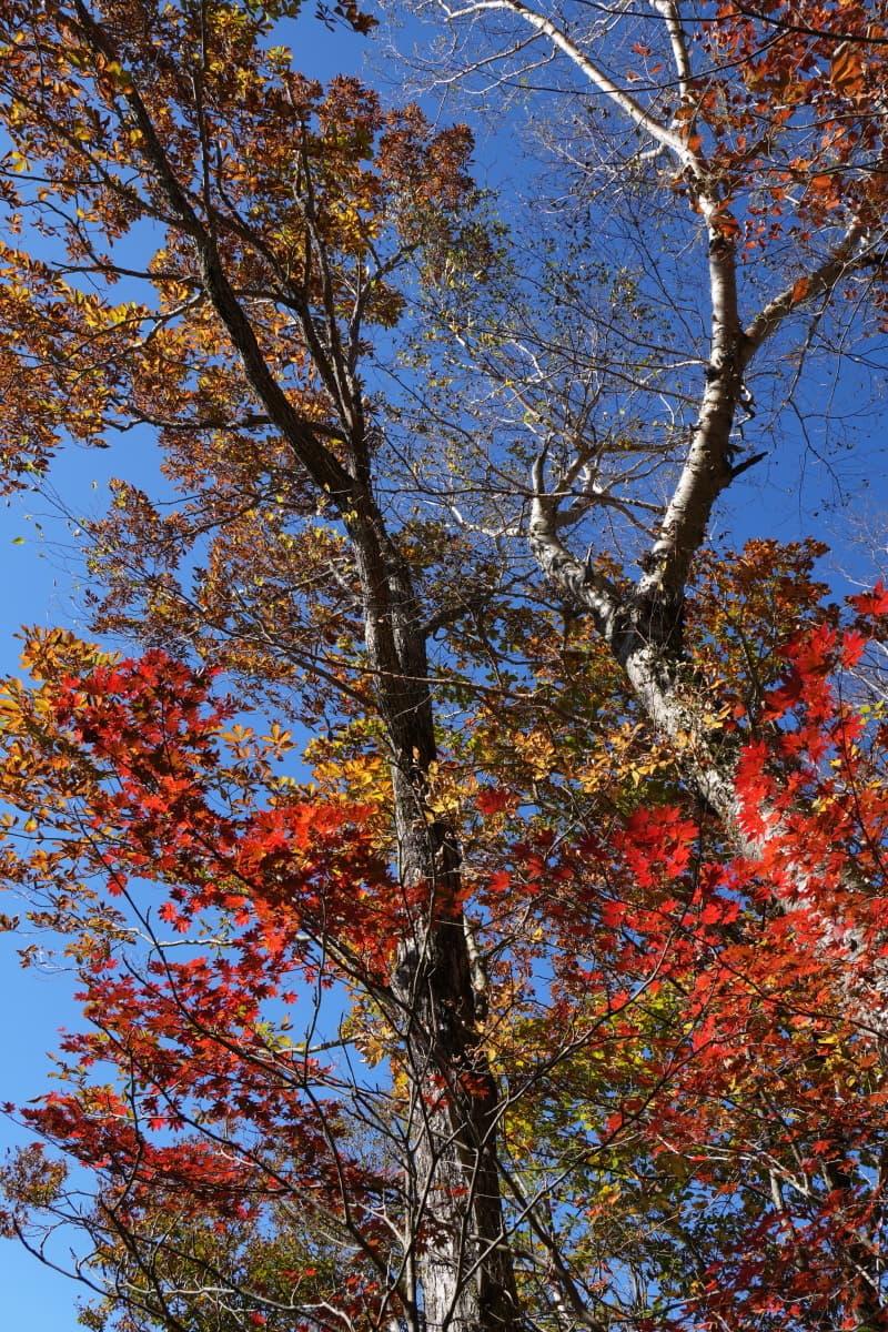 紅葉