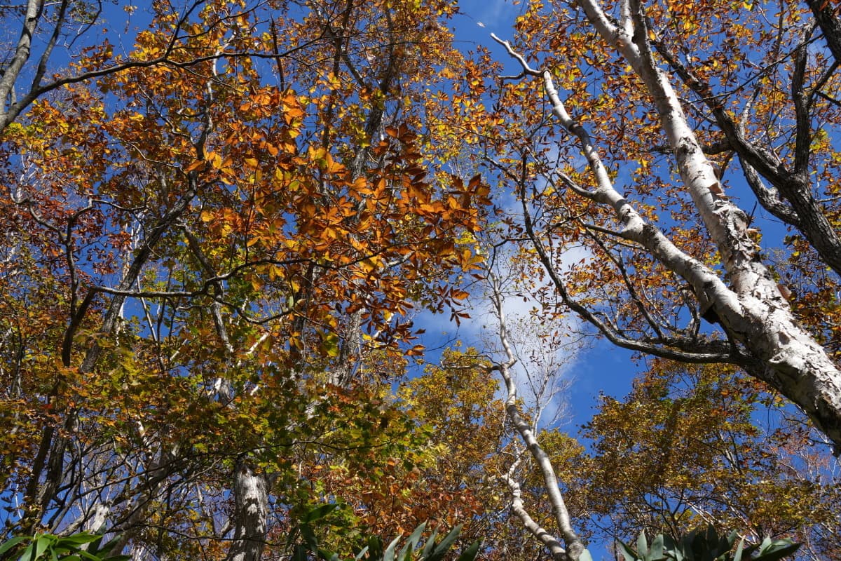 紅葉